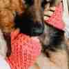 Pink-Supreme-Trellis Mitts on model cuddling german shepherd dog - super close-up